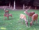 cerfs enfamille2